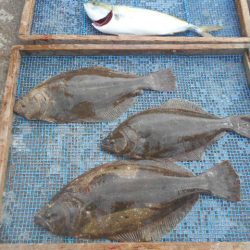 大進丸(愛知) 釣果