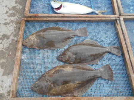 大進丸(愛知) 釣果