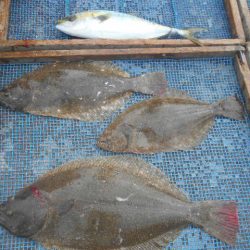 大進丸(愛知) 釣果