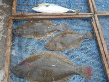 大進丸(愛知) 釣果