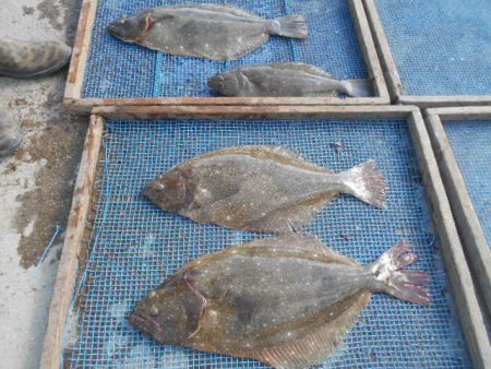 大進丸（愛知） 釣果