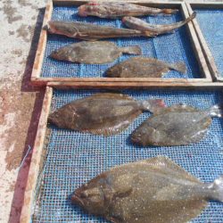 大進丸（愛知） 釣果