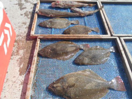 大進丸（愛知） 釣果