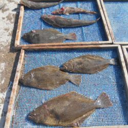 大進丸（愛知） 釣果