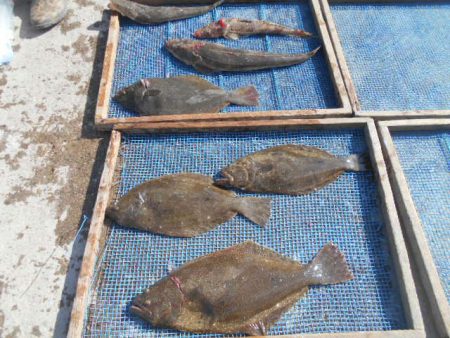 大進丸（愛知） 釣果