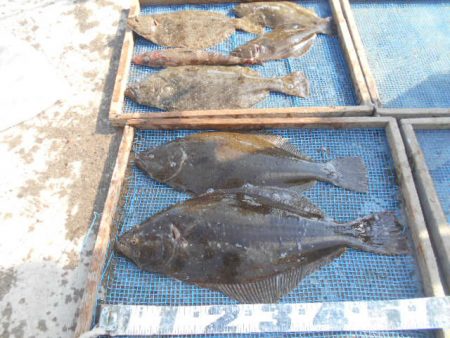 大進丸（愛知） 釣果