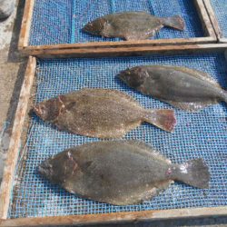 大進丸（愛知） 釣果