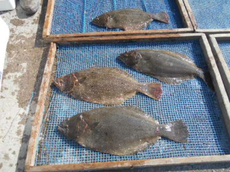 大進丸（愛知） 釣果