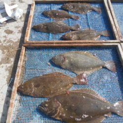 大進丸（愛知） 釣果