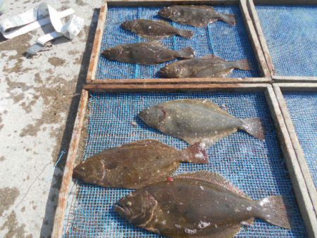 大進丸（愛知） 釣果