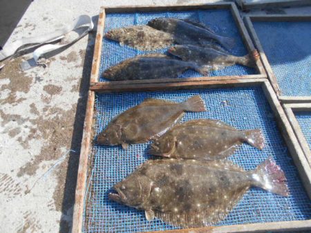 大進丸（愛知） 釣果