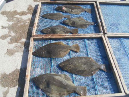 大進丸（愛知） 釣果