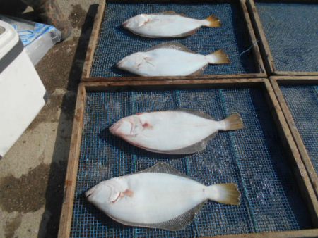 大進丸（愛知） 釣果