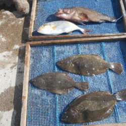 大進丸（愛知） 釣果