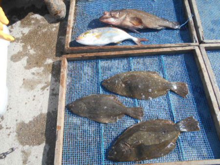 大進丸（愛知） 釣果