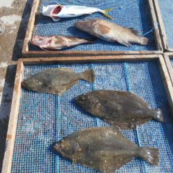 大進丸（愛知） 釣果