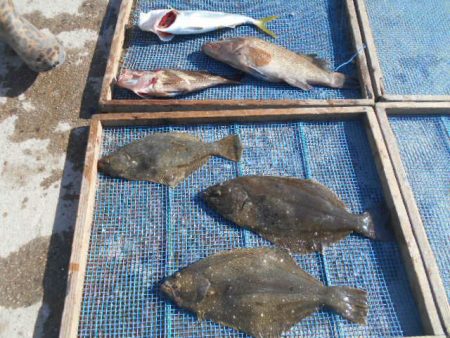 大進丸（愛知） 釣果