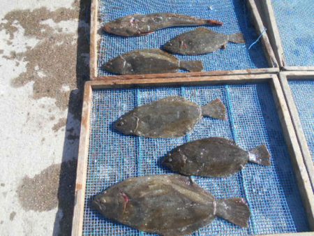 大進丸（愛知） 釣果