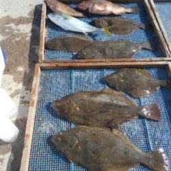 大進丸（愛知） 釣果