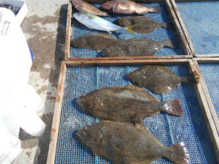 大進丸（愛知） 釣果