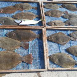 大進丸（愛知） 釣果