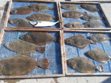 大進丸（愛知） 釣果