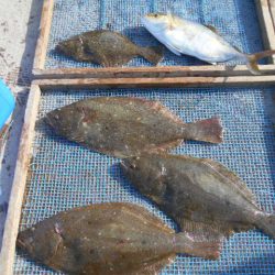 大進丸(愛知) 釣果