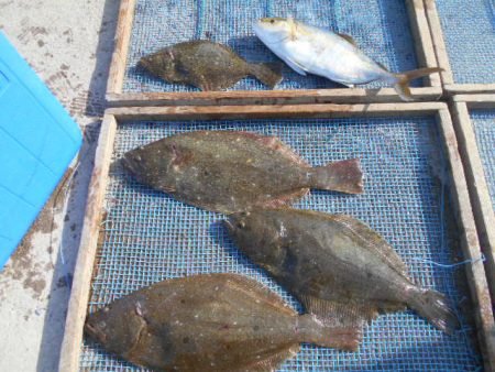 大進丸(愛知) 釣果