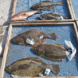 大進丸(愛知) 釣果