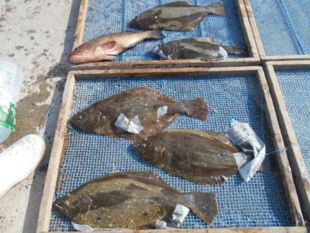 大進丸(愛知) 釣果