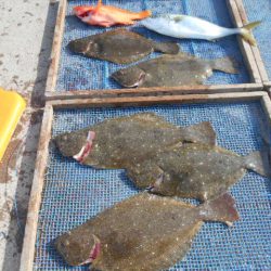 大進丸(愛知) 釣果