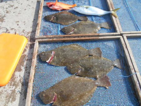 大進丸(愛知) 釣果