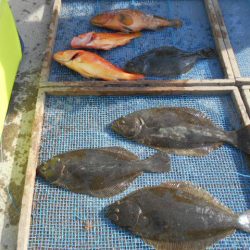 大進丸(愛知) 釣果