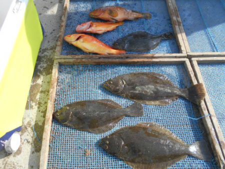 大進丸(愛知) 釣果