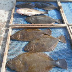 大進丸(愛知) 釣果