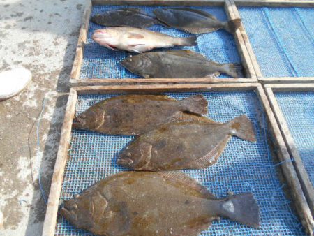 大進丸(愛知) 釣果