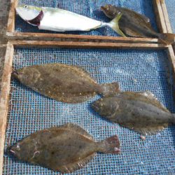 大進丸(愛知) 釣果