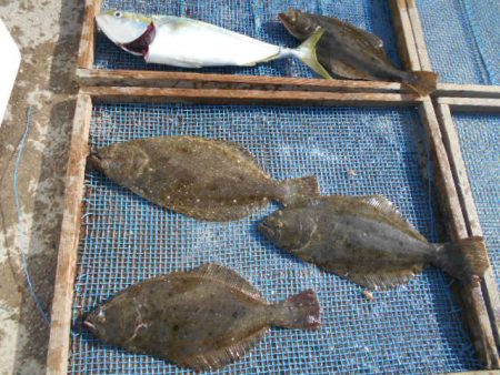 大進丸(愛知) 釣果