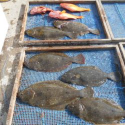 大進丸(愛知) 釣果