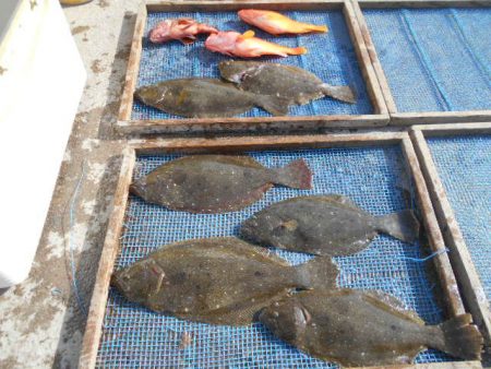 大進丸(愛知) 釣果