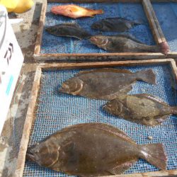 大進丸(愛知) 釣果