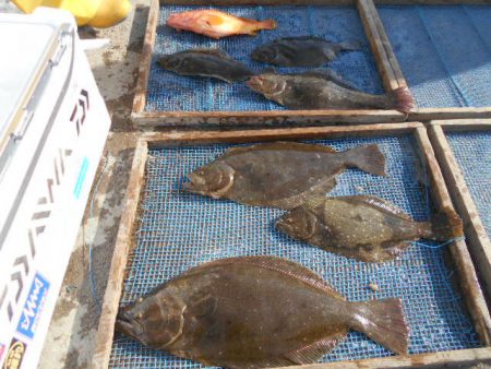 大進丸（愛知） 釣果