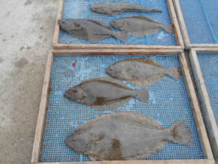 大進丸（愛知） 釣果