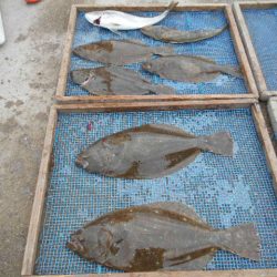 大進丸（愛知） 釣果