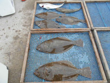 大進丸（愛知） 釣果