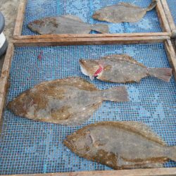 大進丸（愛知） 釣果