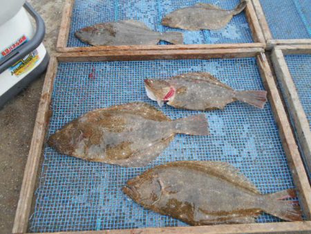 大進丸（愛知） 釣果