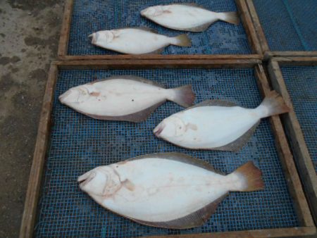 大進丸（愛知） 釣果