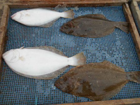 大進丸（愛知） 釣果