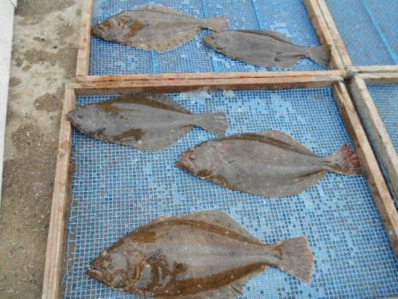 大進丸（愛知） 釣果